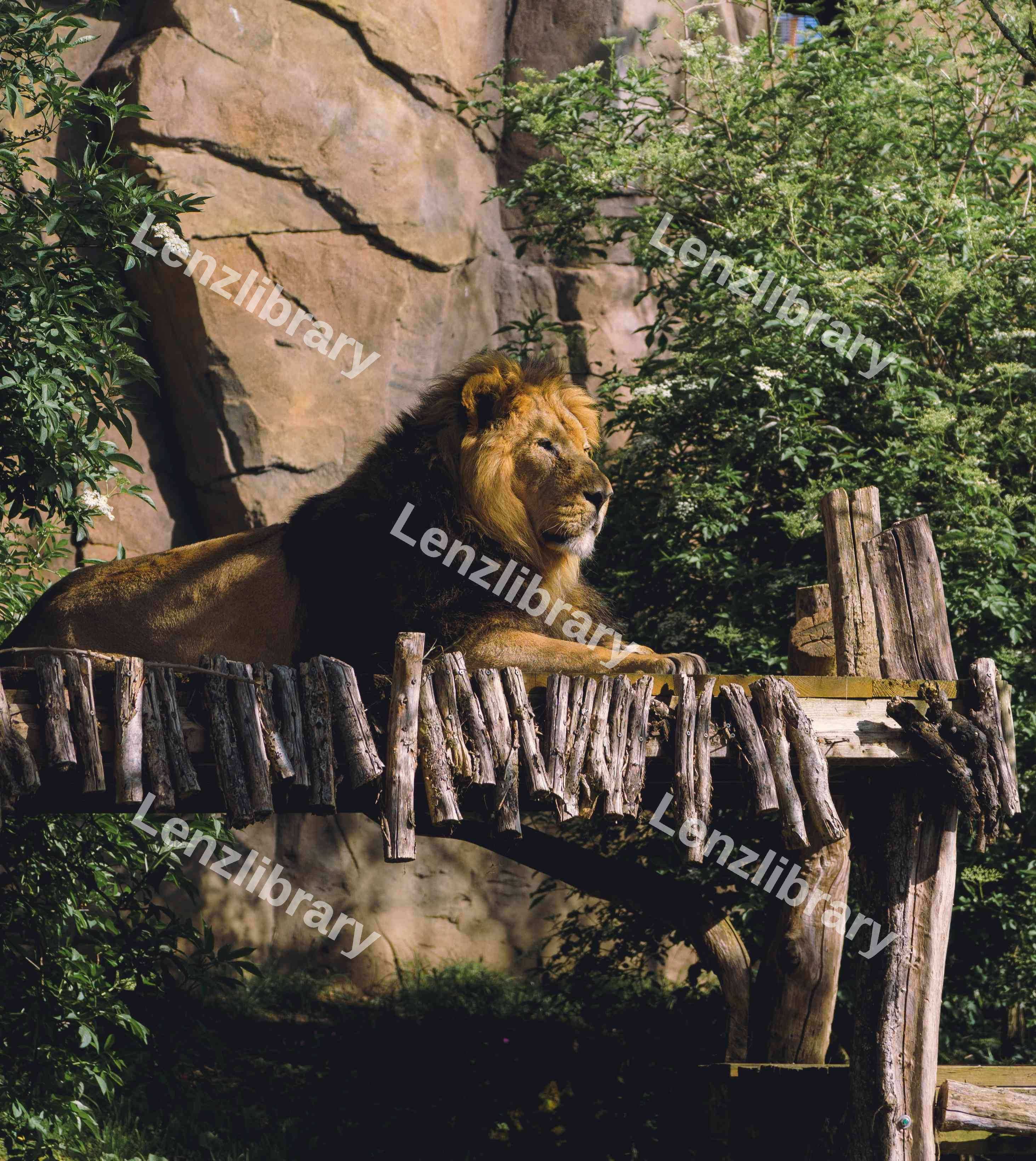 Prideful Lion (Variation)